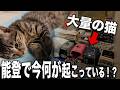 【能登で何が？】大量の猫を搬入する謎の団体に突撃してみた結果！家に大量の猫が・・・？能登半島地震からの復興するために！猫を救うために！昼夜問わず奔走する１人の男がいました