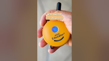 E Collar Training for Beginners STEP 1