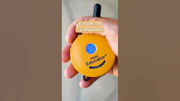 E Collar Training For Beginners STEP 1 