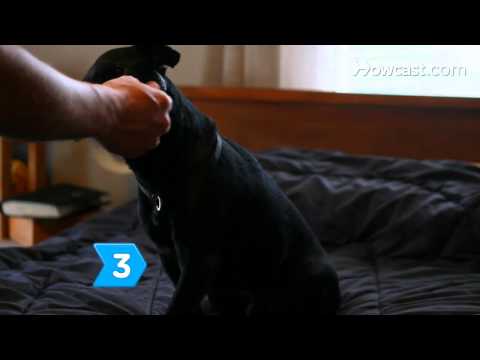 فيديو: كيفية تدريب الكلب على استخدام إشارات اليد