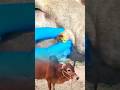 Cleaning Worms From Cow’s Mouth Carefully