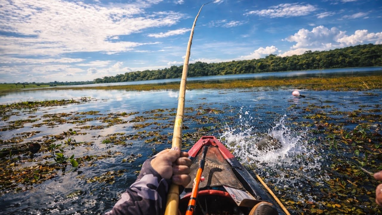 FUI ATRÁS DOS GIGANTES COM BAMBU CAIPIRA.. 
