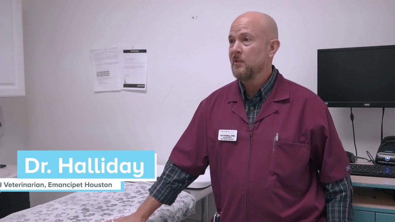 Emancipet's Dr. Halliday YouTube