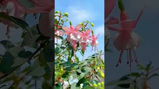 Beautiful Flowers Collection #Flowers #Foryou #Shorts #Viralvideo