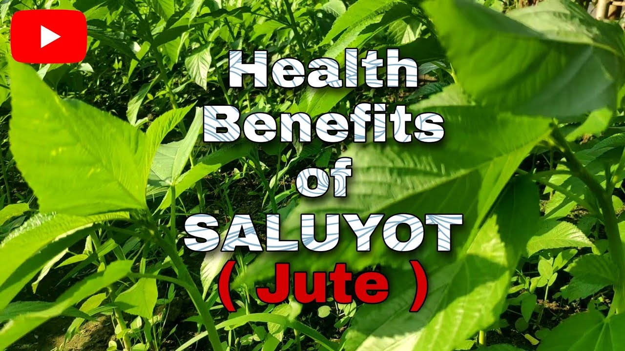 Health benefits of Eating Jute ( Saluyot ) HealthBenefits YouTube