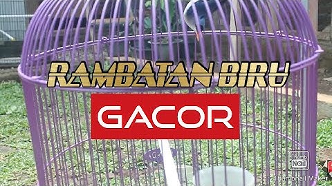 Rambatan Biru Gacor Nembak Nembak