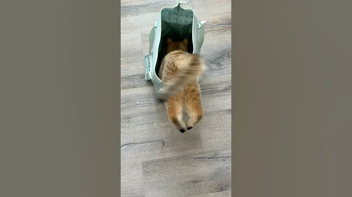 Video 9897841: britishshorthair cat funny kitten, britishshorthair golden cat, golden shaded kitten