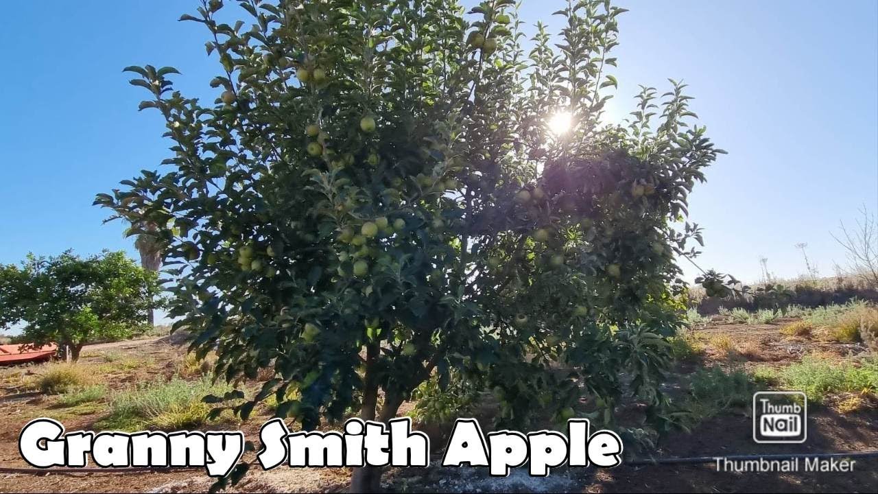 Granny Smith Apple Tree - Yarden