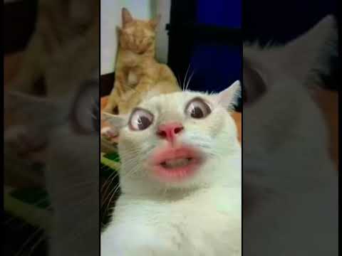 شو اسمك يا شطور وش دخل امك 