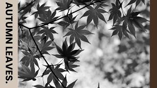 Autumn Leaves | 15 Legendary Versions by Jazz Masters