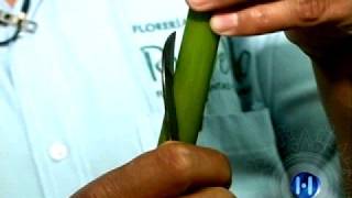 Reportaje Floreria Rubello