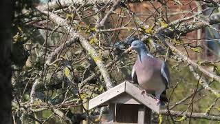 Лесной голубь, Common wood pigeon