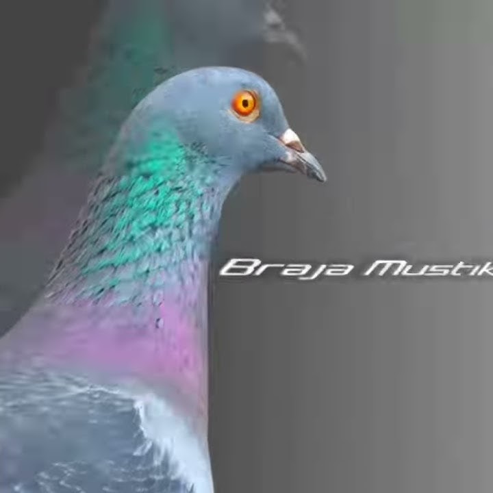 STATUS WA MERPATI VERSI JEDAG JEDUG
