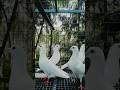 #pigeon