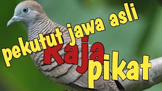 PERKUTUT JAWA ASLI RAJA PIKAT