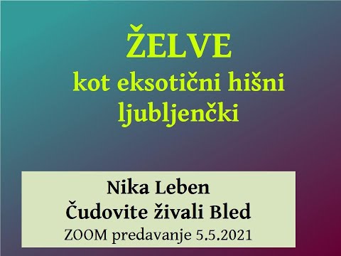 ŽELVE kot hišni ljubljenčki