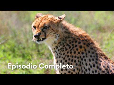 Guepardos Luchan Por Sus Crías | Guepardo: Contra Todo Pronóstico 🐆