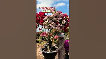 Ngũ sắc thái tàn siêu to..#shortvideos