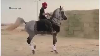 خيل عربي اصيل  حالات واتس خيل اجمل حصان🙏❤️❤️❤️الله يبارك حصان horse