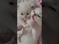 vanilla pudding