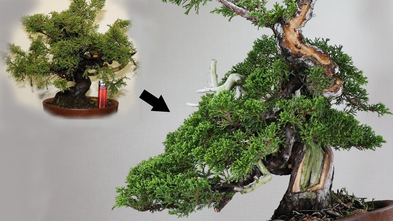 【真柏】　杉葉を治す方法　杉葉は間延びして使えなくなる　【盆栽】