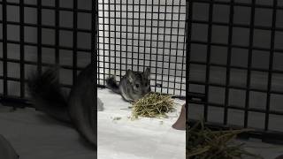 Enayi Onlineeee Arkadaşlar