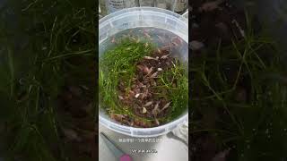 Balık beslemek için iki yeni akvaryum kurdum, keyfimiz yerinde! 🐠✨ #akvaryum #balıkbesleme