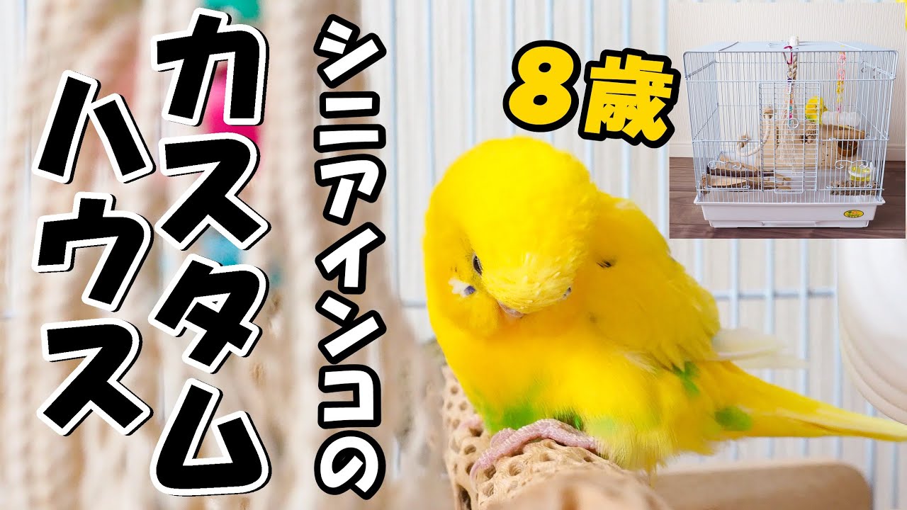 シニアインコ 8歳 カスタムケージ の ルームツアー - YouTube