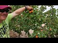 ALBARICOQUE CEBAS RED (recibimos la visita desde Grecia de nuestro amigo Vasilis Ntonkos)