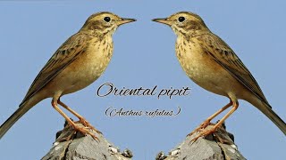 Oriental pipit (Anthus rufulus)