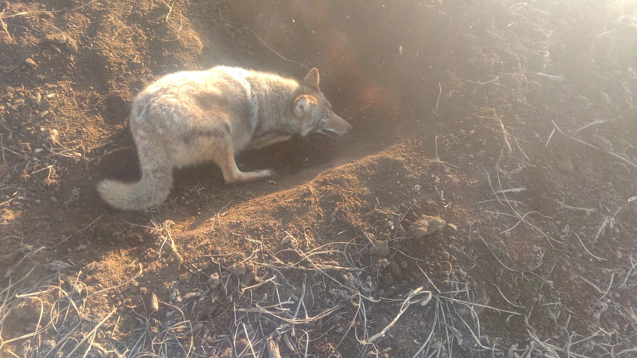 Coyote liked to dig YouTube