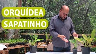 Orquidea Sapatinho Como Cuidar - thptnganamst.edu.vn