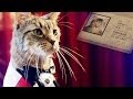 A French Cat Looks for Love in America