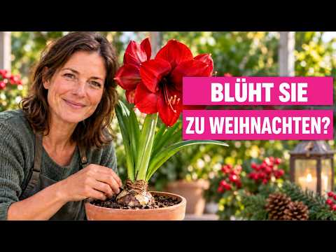 Amaryllis im September🌺! Jetzt entscheidet sich, ob sie zu Weihnachten blüht!
