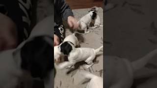 litter 4 week old puppies 2017