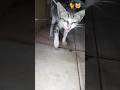 montagrom cat video 🐈🐈 #cat #catimama #simmba #catvideos #catfunny #catvideos #cartton #kitten