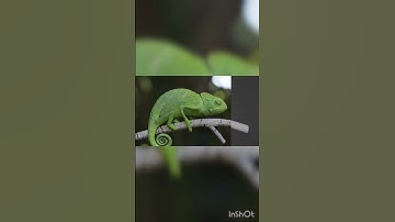 3d chameleon #blender