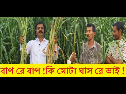 ভিডিও: মাল্টি মিশ্রণ লন এবং মনোগাসন, লন ঘাসের প্রকার ও বপন