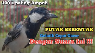 Pancingan Gelatik batu gelatik wingko Putar sebentar Gelatik Cepat Gacor dengar suara ini Buktikan !