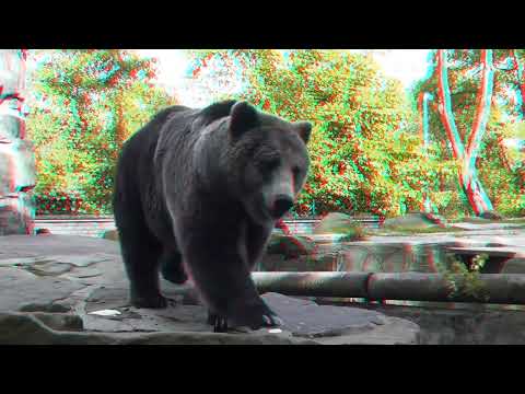 Brown bears 3D anaglyph
