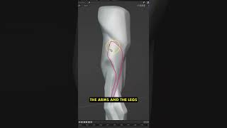 Get 3 Incredible Anatomy Tutorials for Blender by SpeedChar for only $5