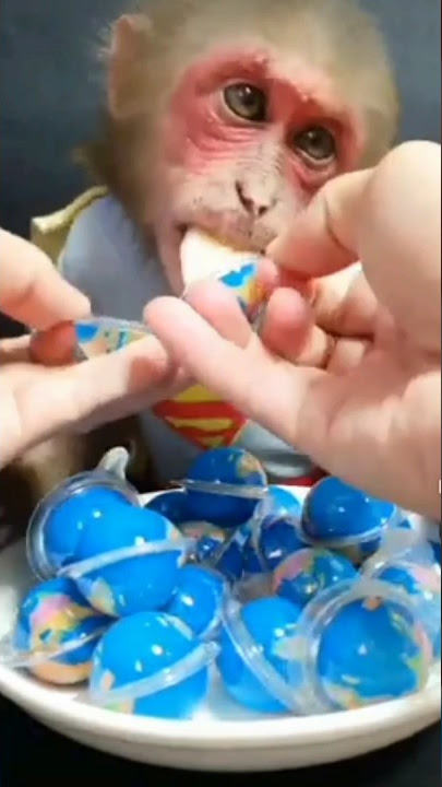 monkey eating Earth 🌍 candy@chiks- @Bollywoodpe charcha @tseries#shorts #chhotudada#crazyxyz  #viral