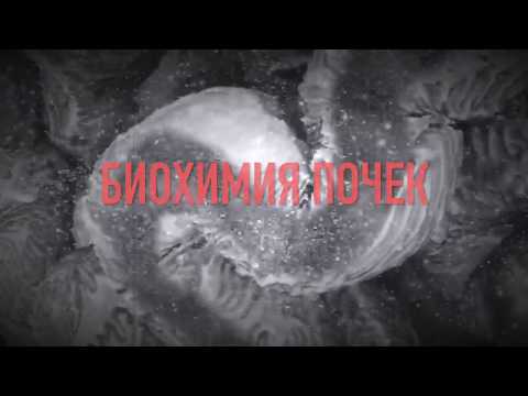 Биохимия почек 1