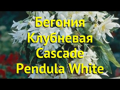 Бегония клубневая Каскад Пундула Вайт. Краткий обзор, описание begonia Cascade Pendula White