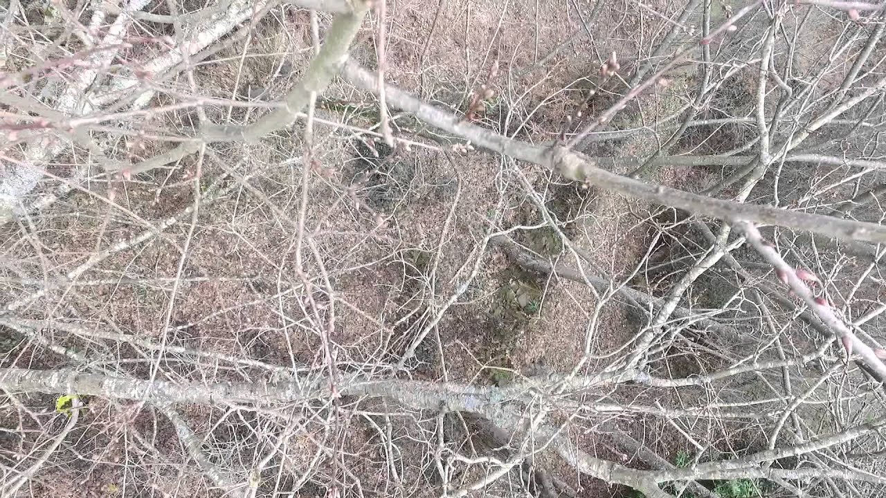 Siniestro drone