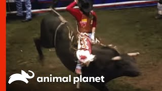 Rodeo Bull Attack