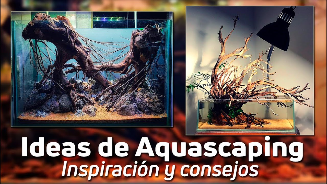 Descubre 7 Ideas Inspiradoras para Montar tu propio Acuario BlackWater