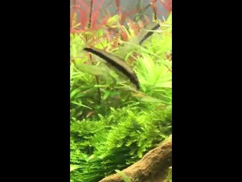 Video Cá bút chì dũng sĩ diệt rêu tảo cho hồ thủy sinh-khắc... - youtube