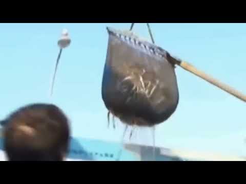 فيديو: صيادو الحيتان في اليابان يعلقون مطاردةهم ، وقد ينهون المهمة مبكرًا