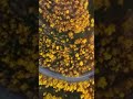 #秋色绝 宁夏西吉的秋是大自然描绘的水彩画【CCTV纪录】